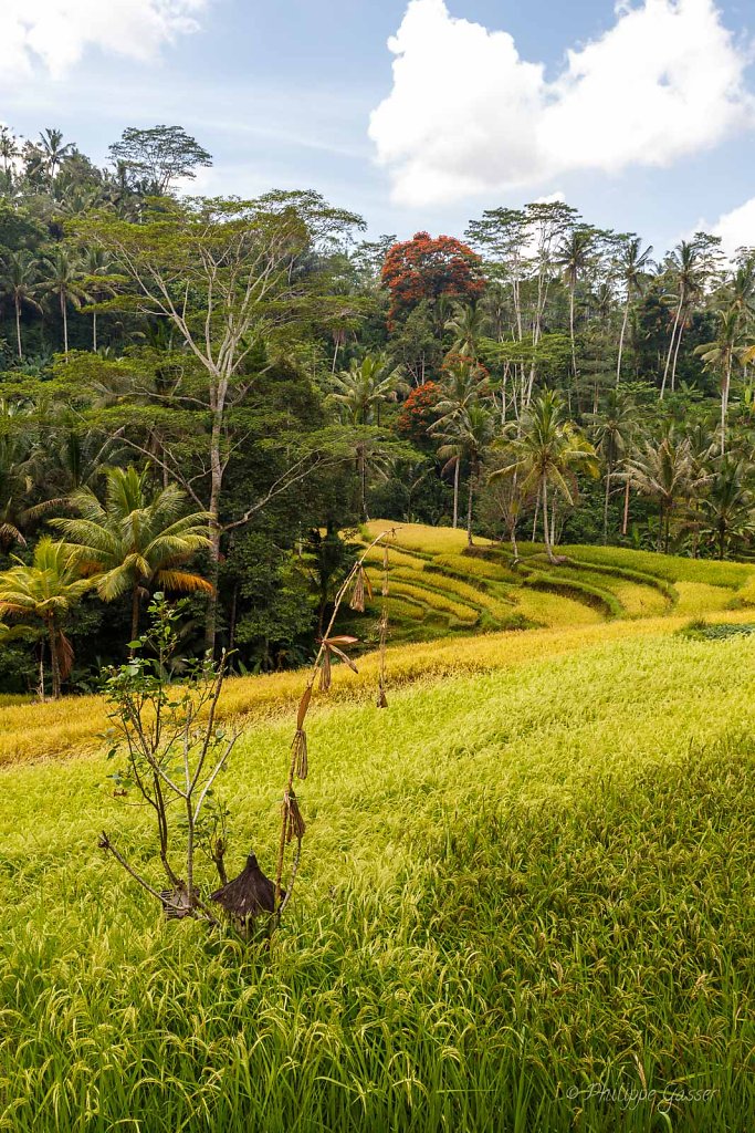 Région d'Ubud