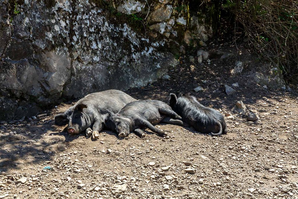 Siesta