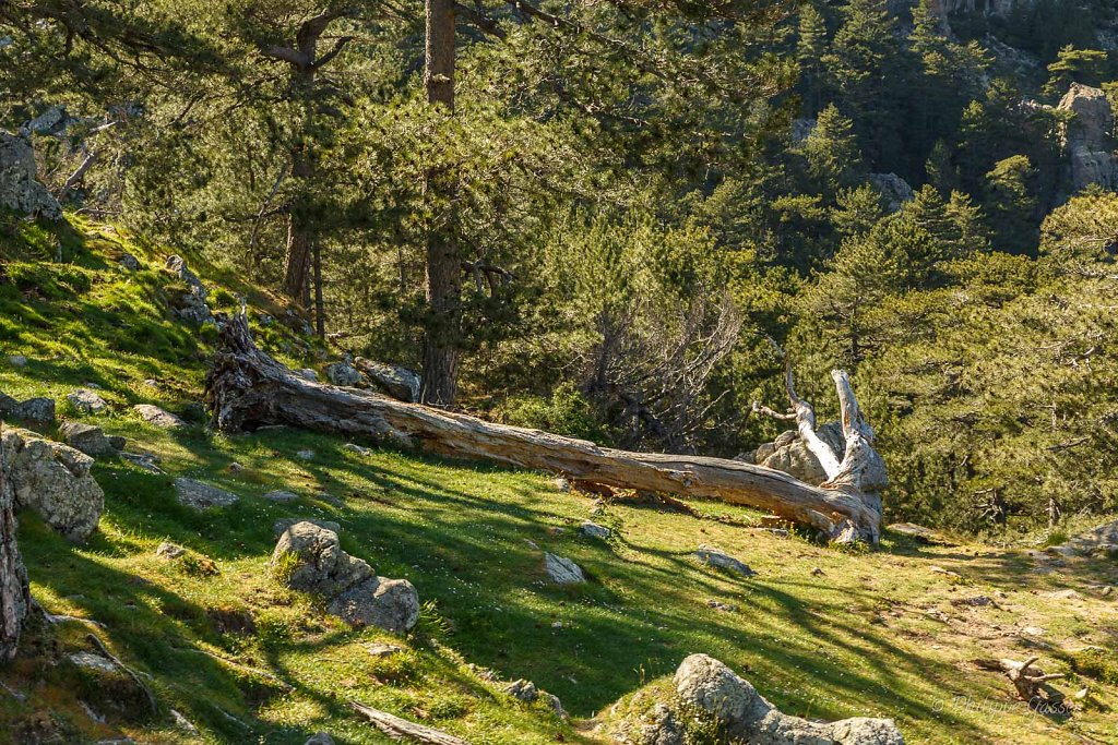 Aiguilles de Bavella