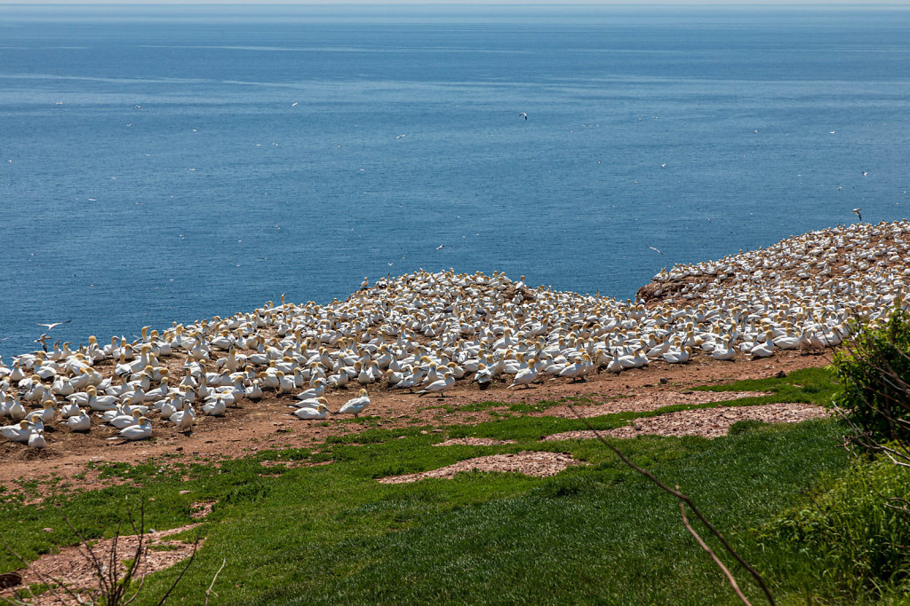 Ile Bonaventure