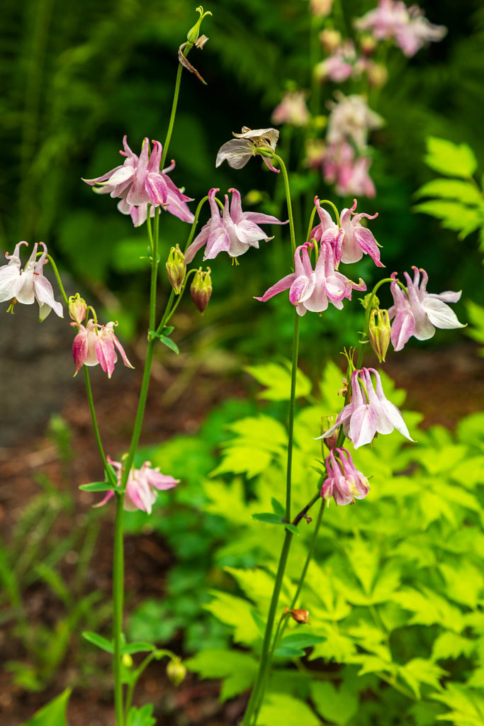 Jardins de Métis