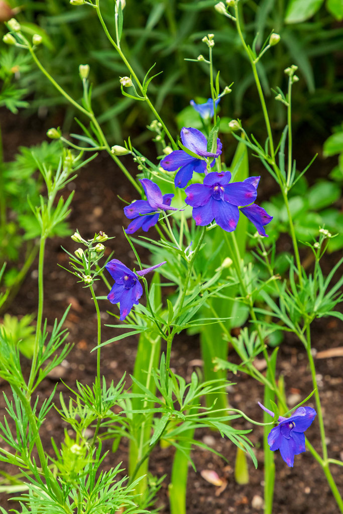 Jardins de Métis